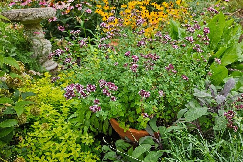 Flowering Herbs (Oregano, Thyme, Mint)