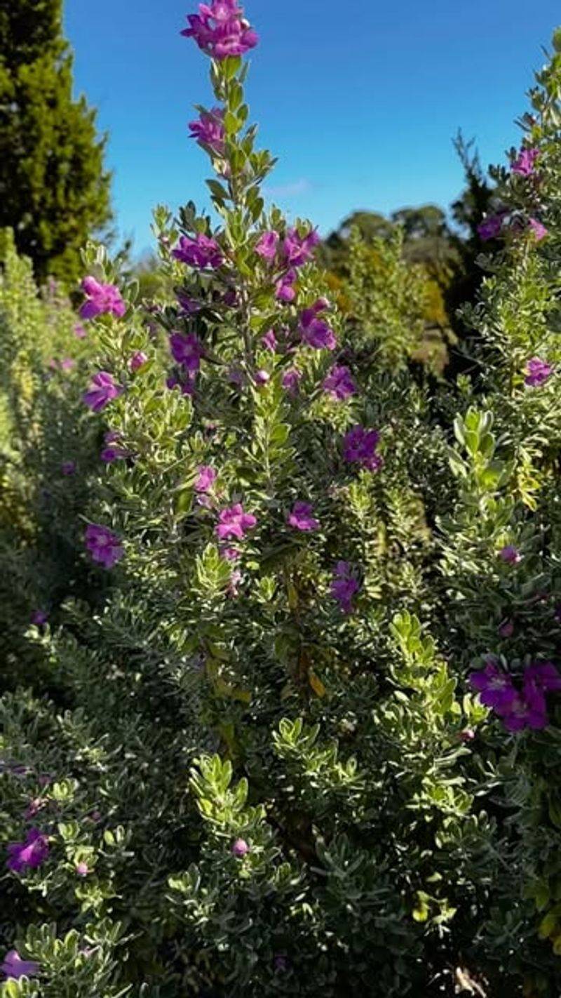 Sage