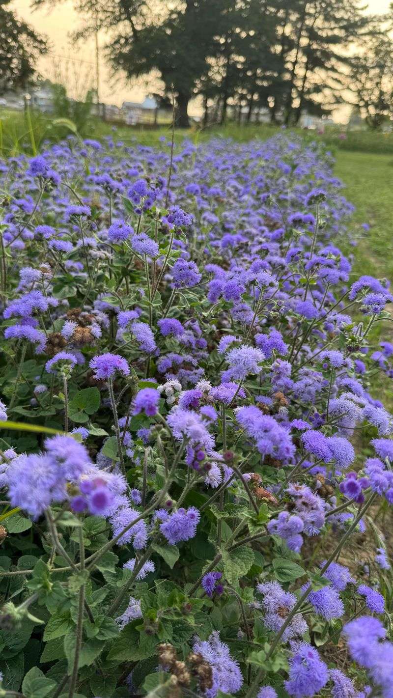 Dondo Blue