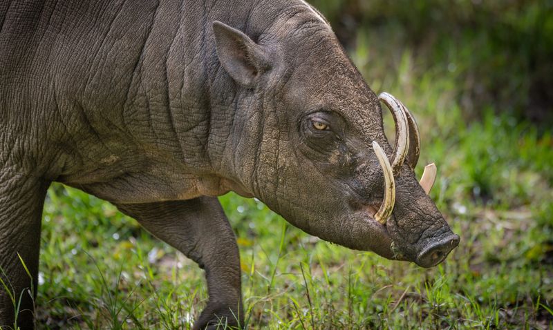 Indonesia's Babirusa: The Pig With Self-Impaling Tusks