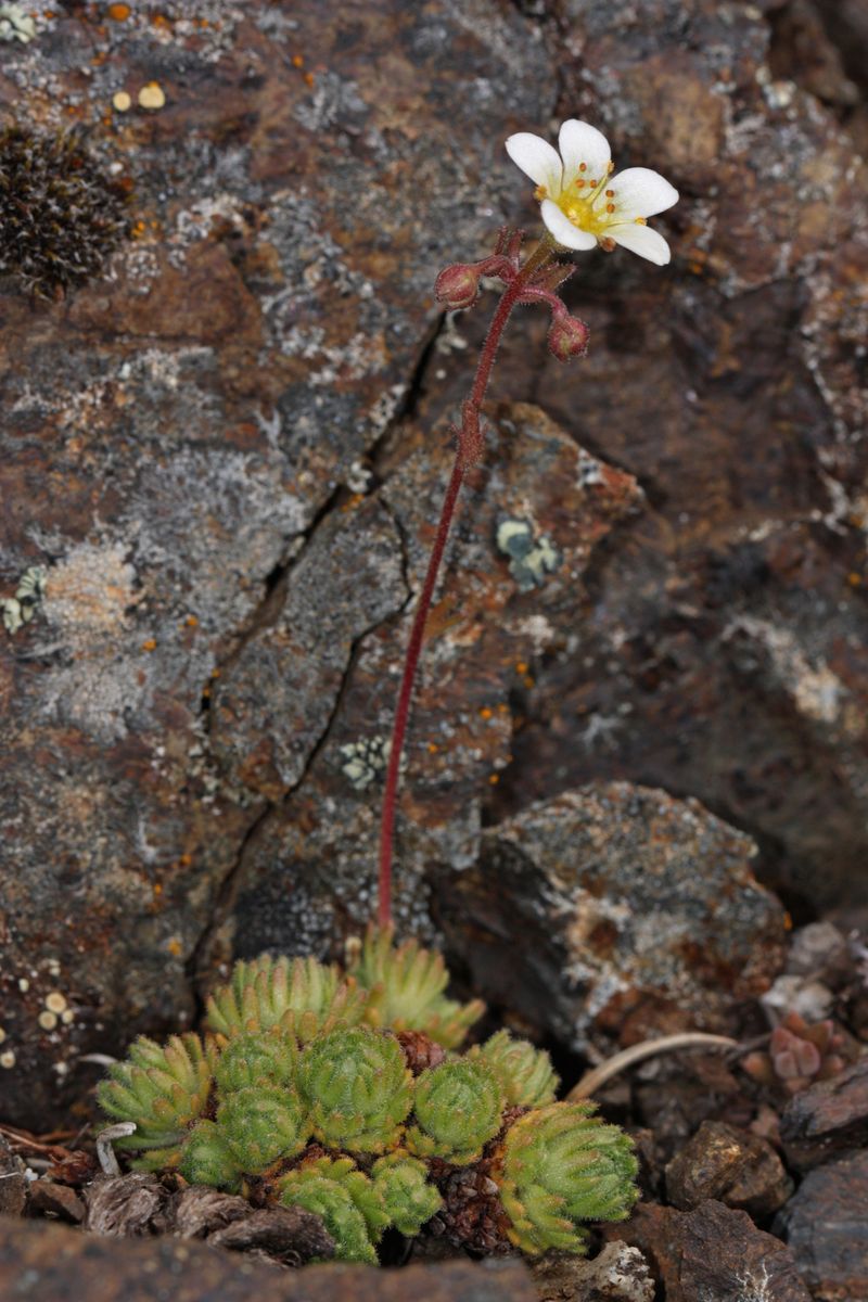 Norway's Glacial Time Capsule