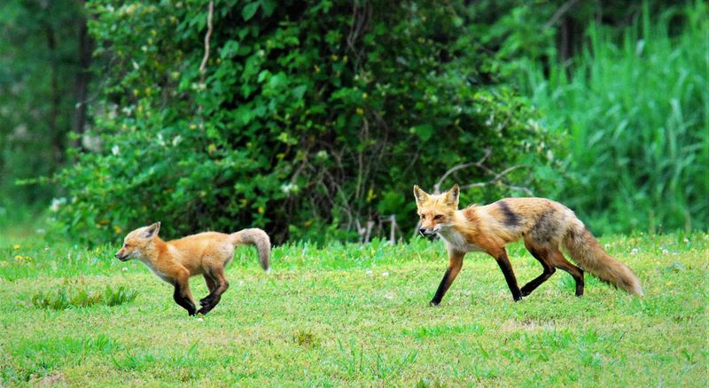 Virginia's Diverse Landscapes Welcome Fox Populations