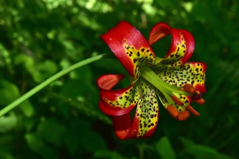Western Lily