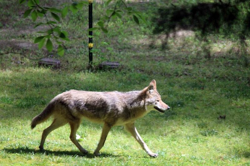 Georgia's Southern Coyotes