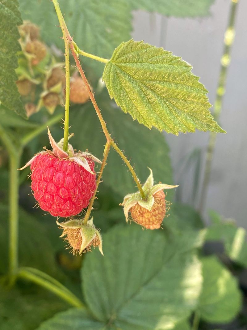 Patio Raspberries