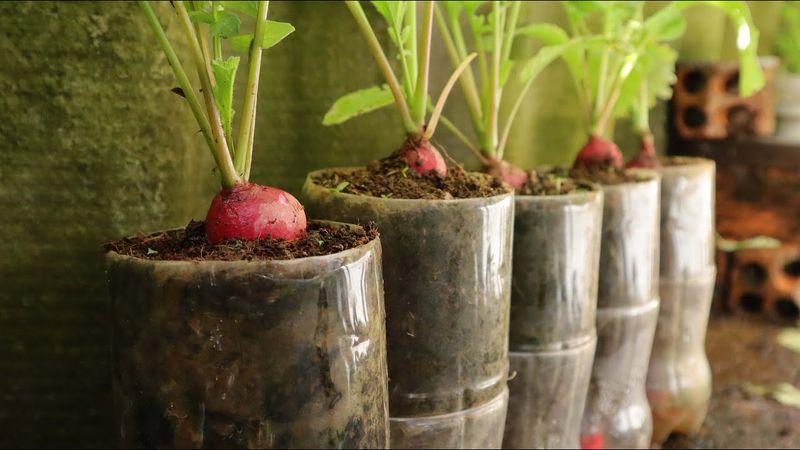 Beet Regrowth In Self-Watering Containers