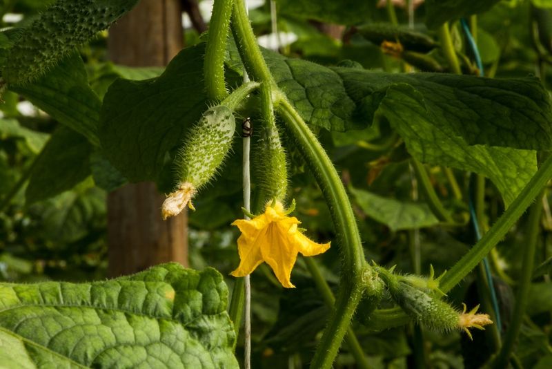 Timing Fertilizer Wrong During Growth Cycle