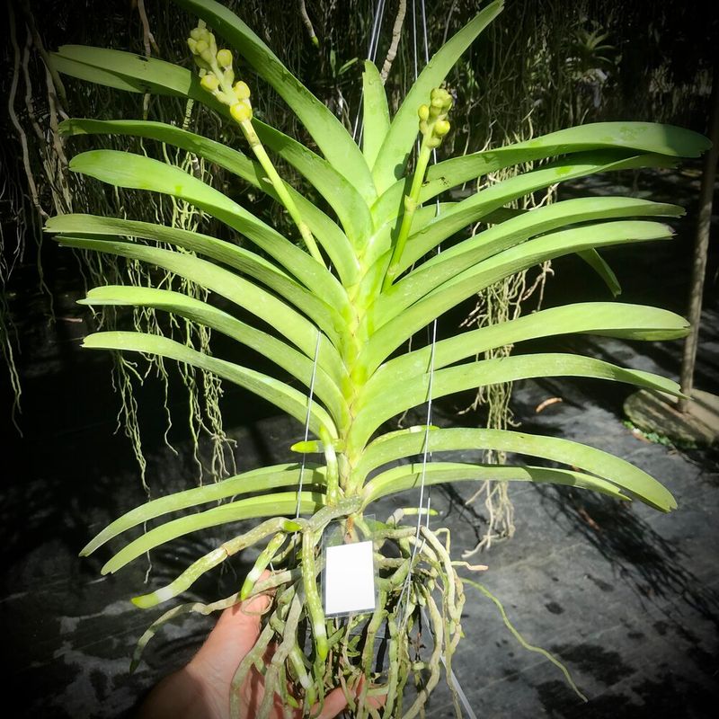 Moonbeam Orchid