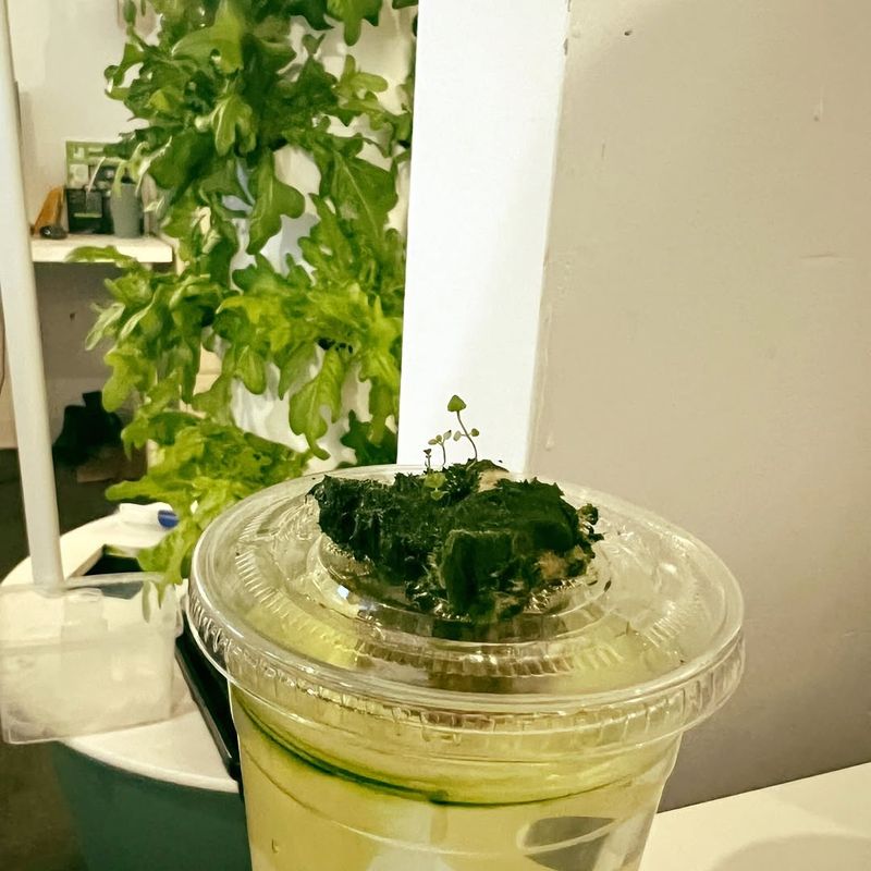 Aromatic Mint