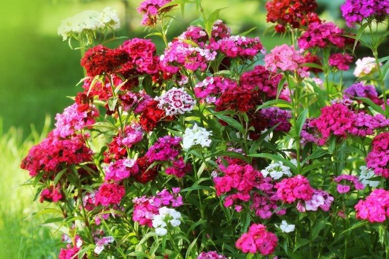 Sweet William