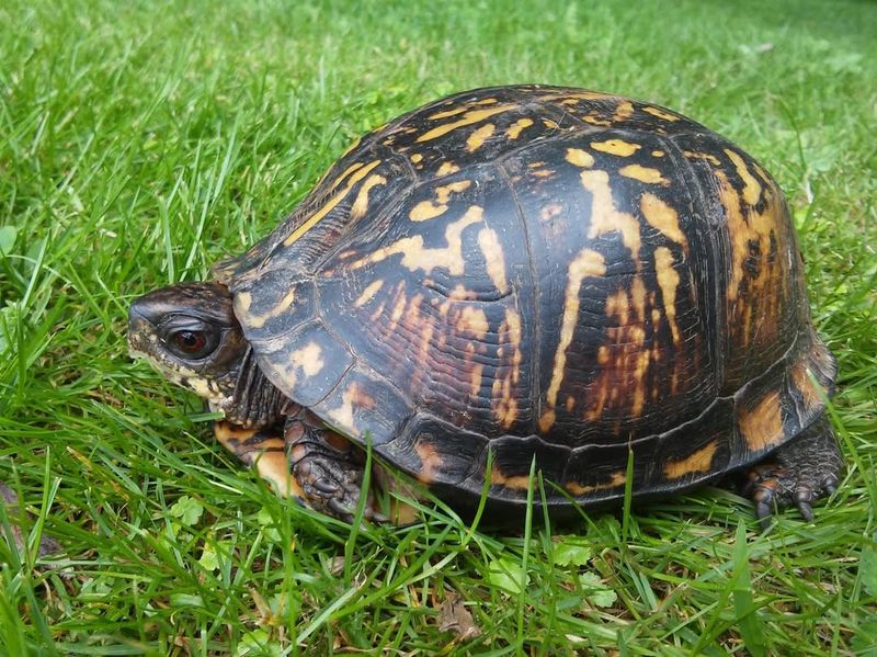 Eastern Box Turtles