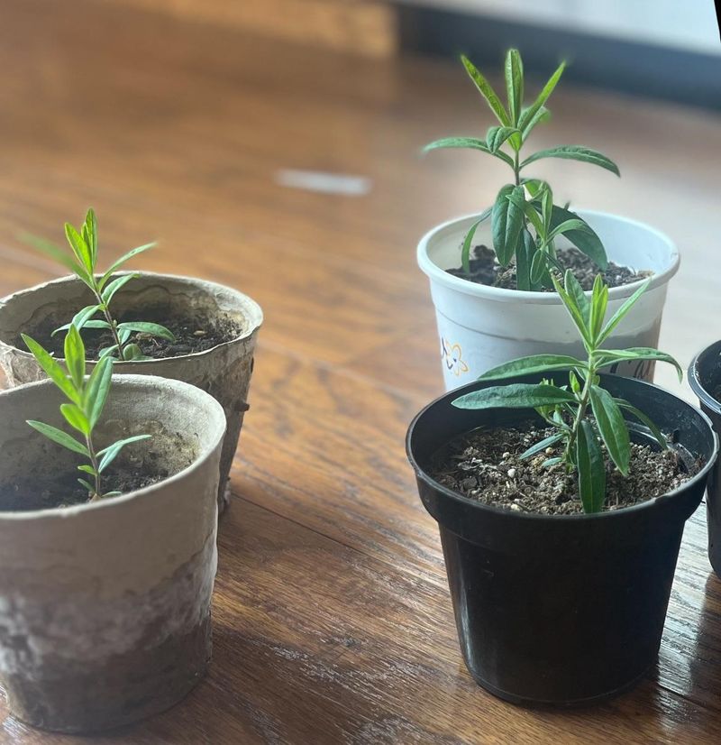 Club Soda Supercharges Seedlings