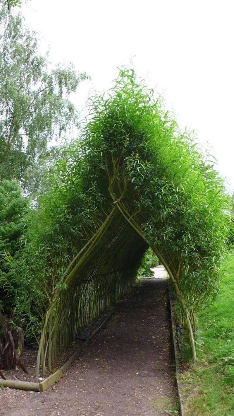 Living Willow Structures