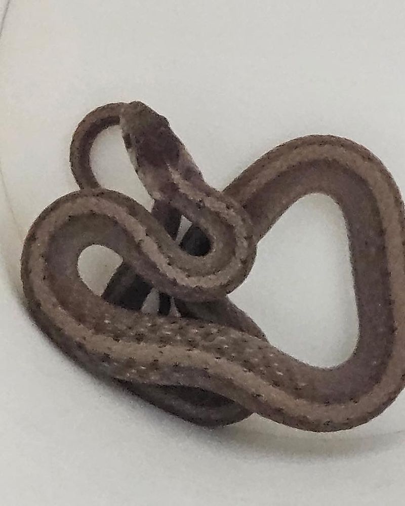 Brown Snake: The Tiny Garden Dweller