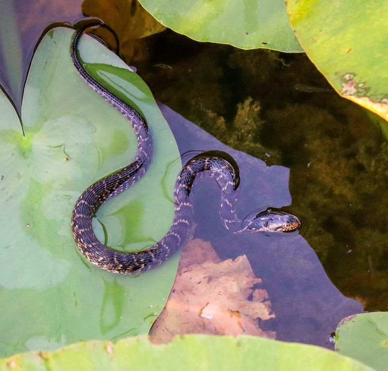 Water Snake