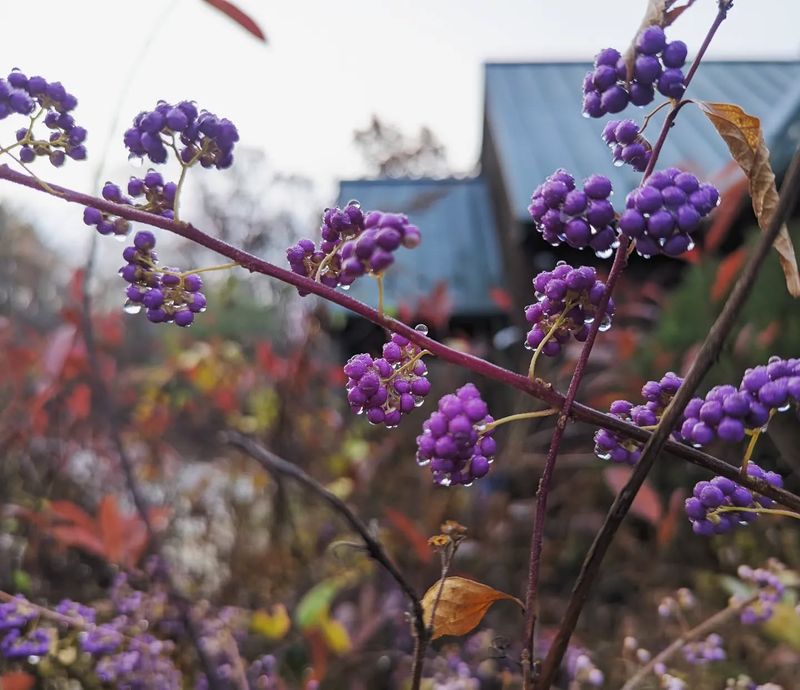 Beautyberry (Callicarpa)