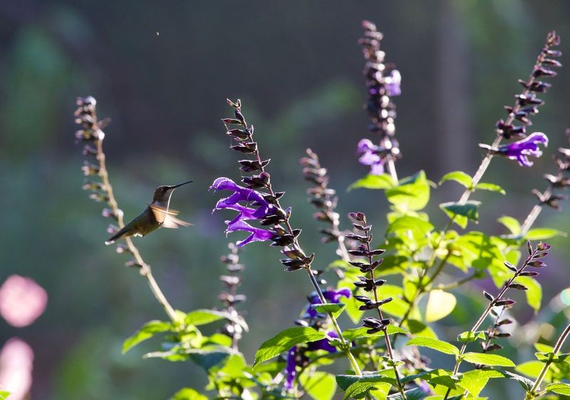 Salvia (Sage)