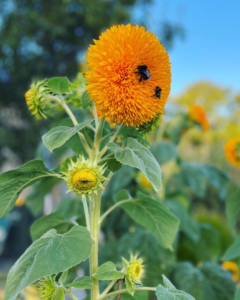 Sunflower Surprise