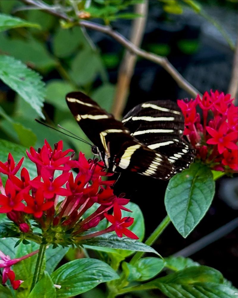Pentas