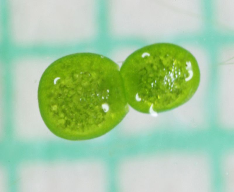 Wolffia: The Microscopic Miracle
