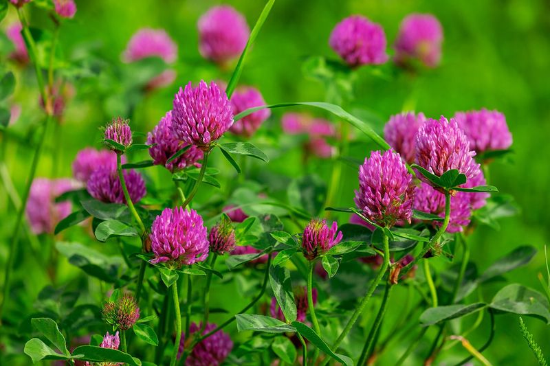 Red Clover: Pollinator Paradise