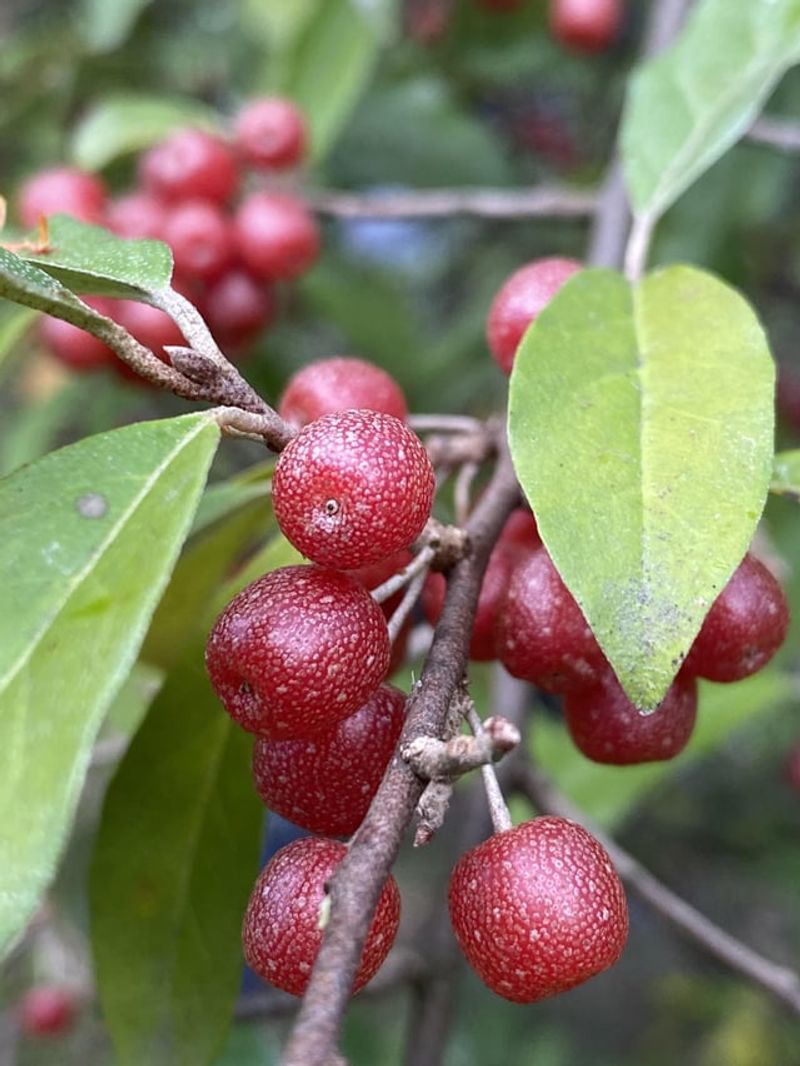 Autumn Olive