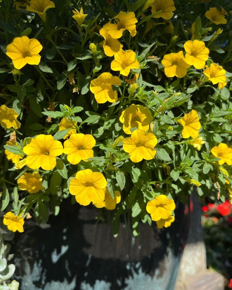 Cabaret Deep Yellow