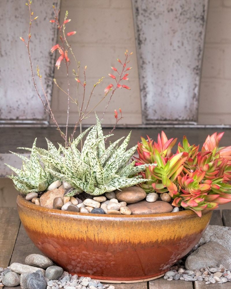 Succulent Corner