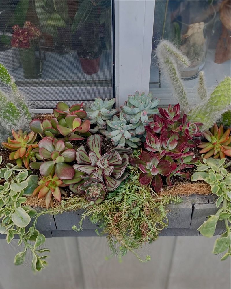 Succulent And Flowering Stone Crop Mix
