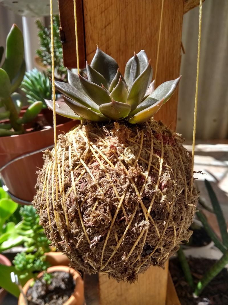 Hanging Kokedama String Garden
