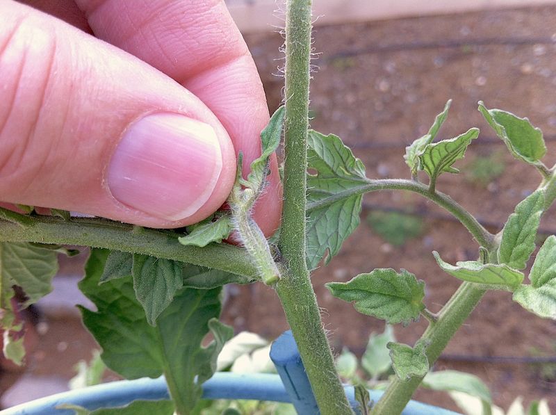 Increases Overall Yield Quality