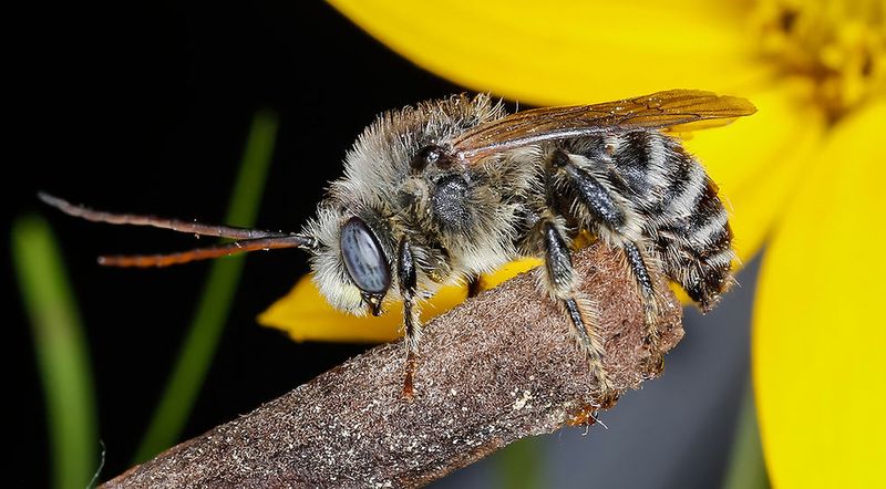 Long-Horned Bees