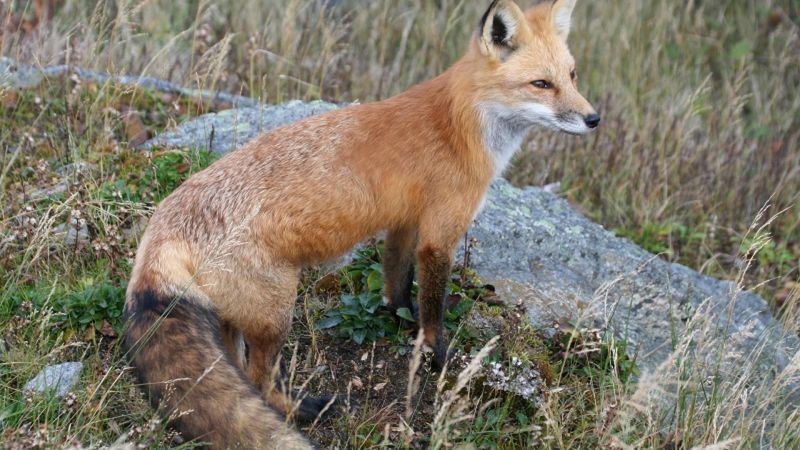 New York State's Varied Ecosystems Support Fox Diversity