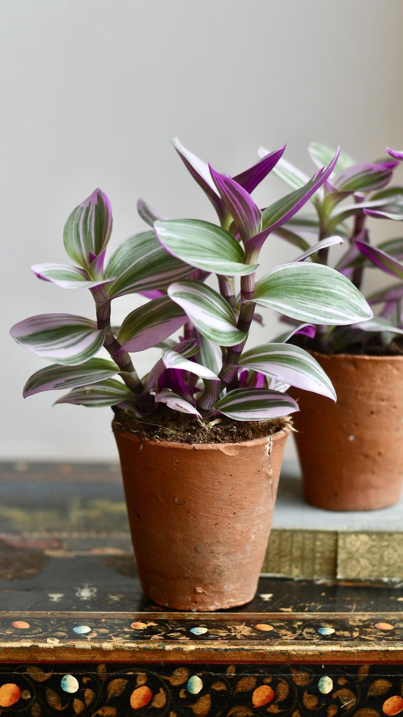 Tradescantia