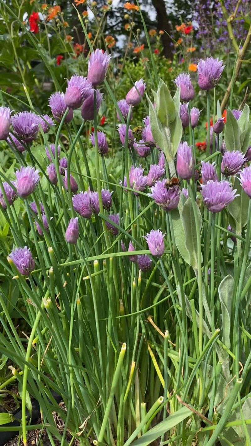 Chives