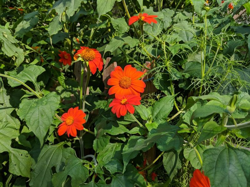 Mexican Sunflowers