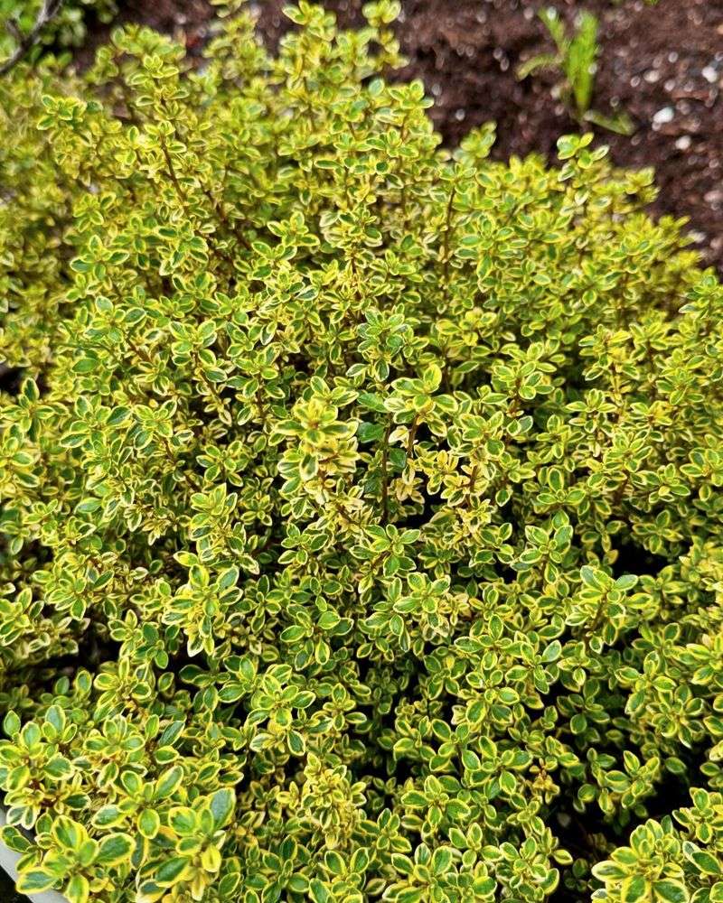 Lemon Thyme