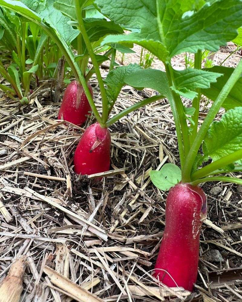 Radishes