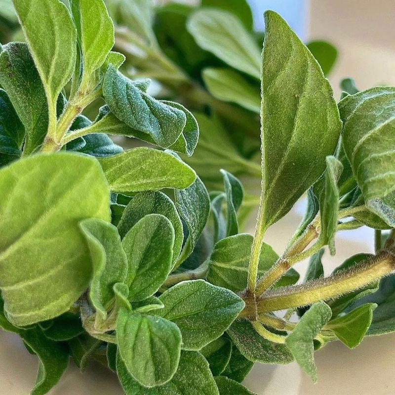Oregano