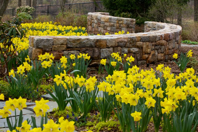 Daffodils