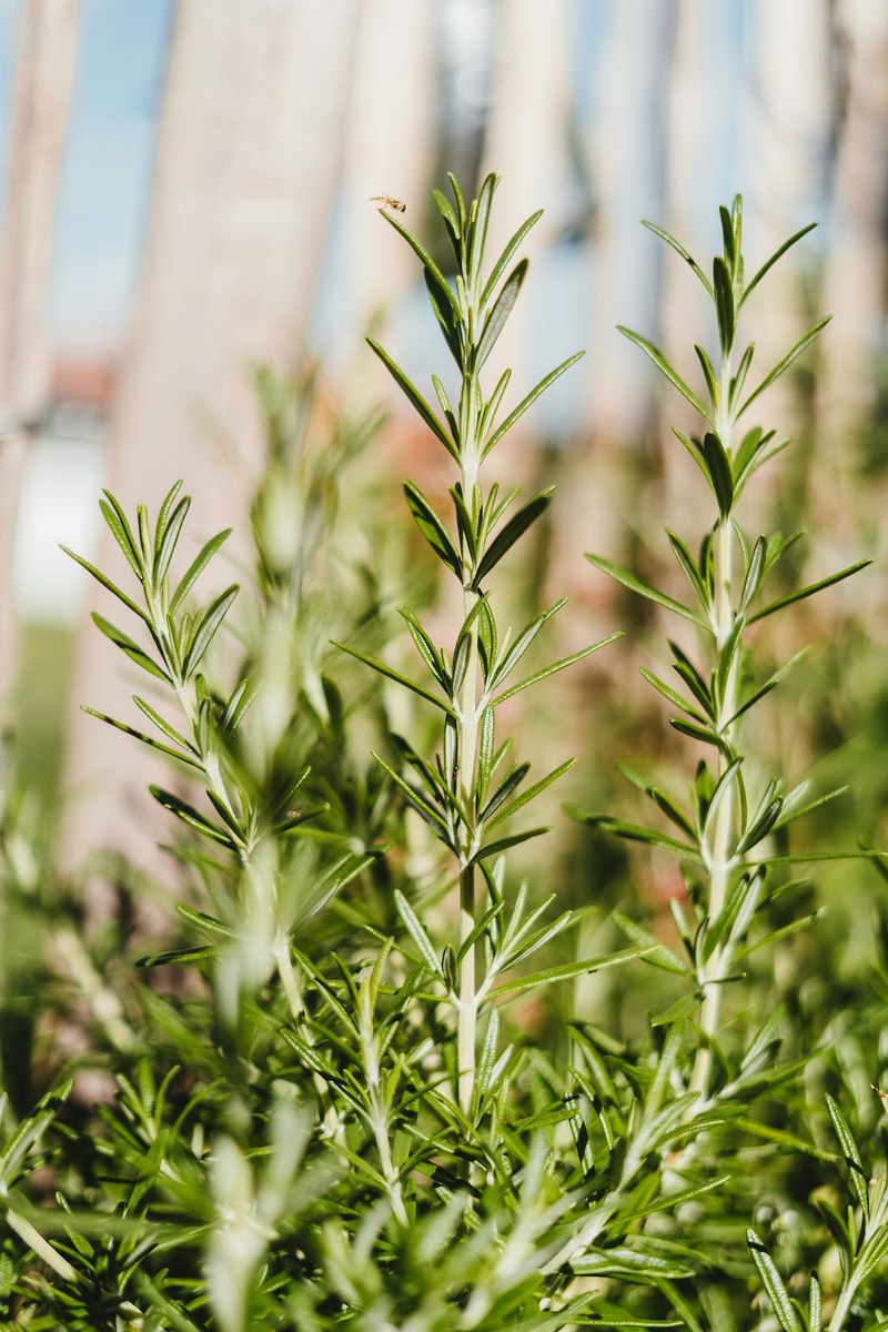 Rosemary
