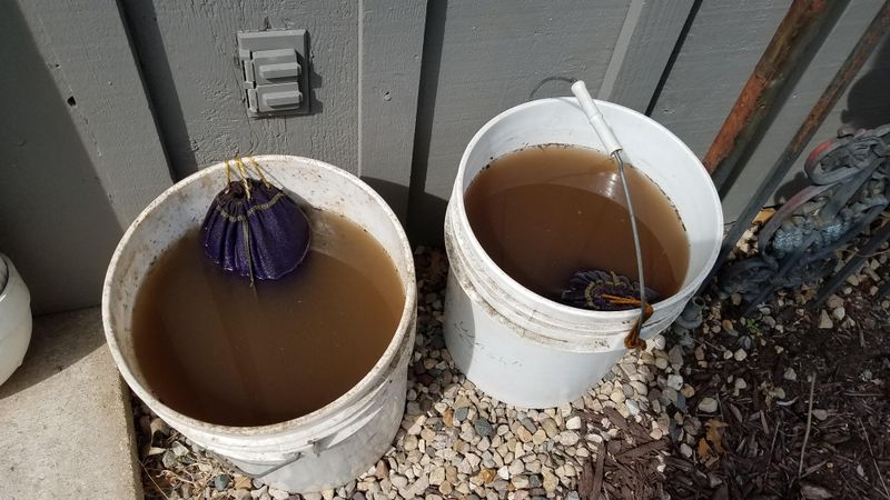 Compost Tea Emits Growth-Stimulating Microbes