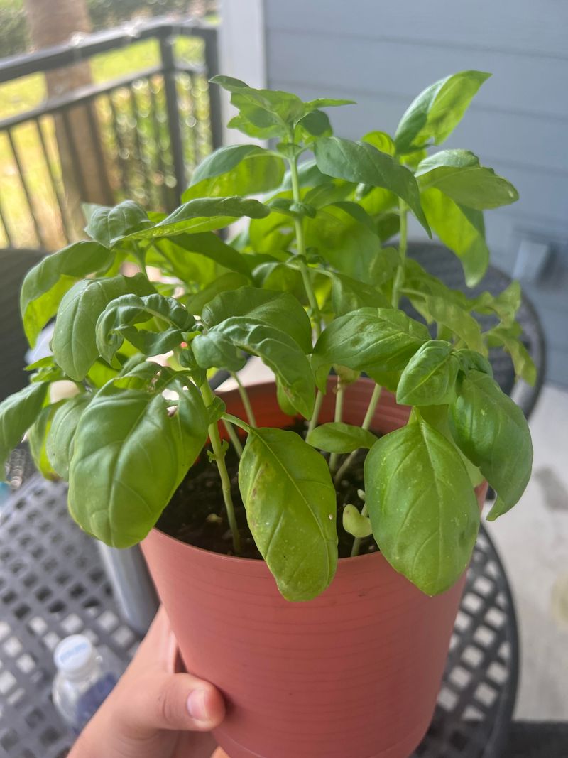 Basil: Kitchen Staple With Secret Powers