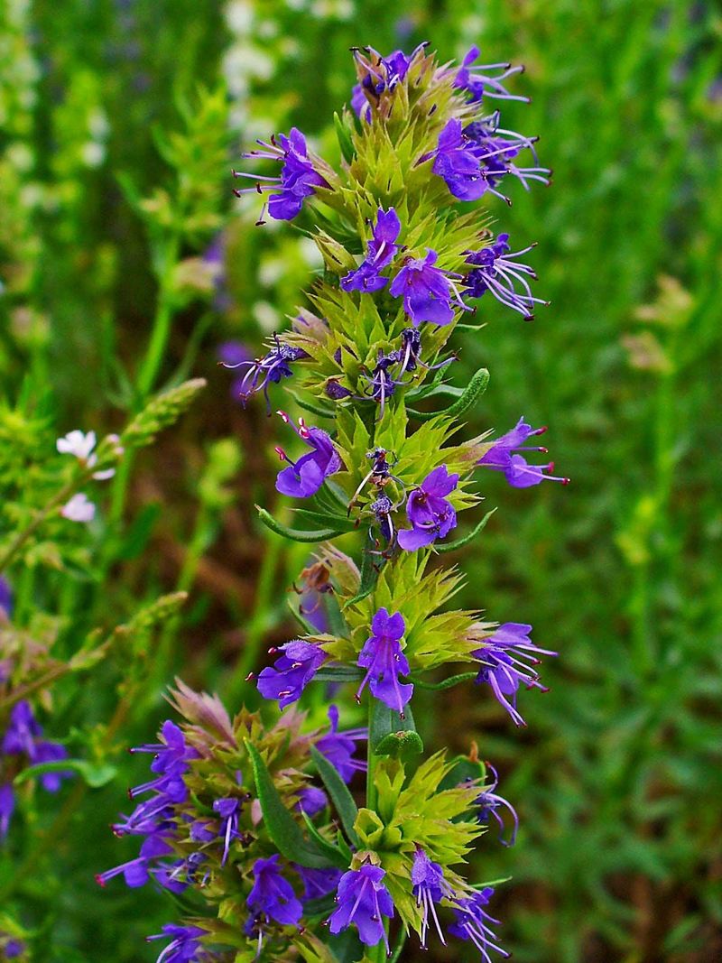 Hyssop: Purification Plant