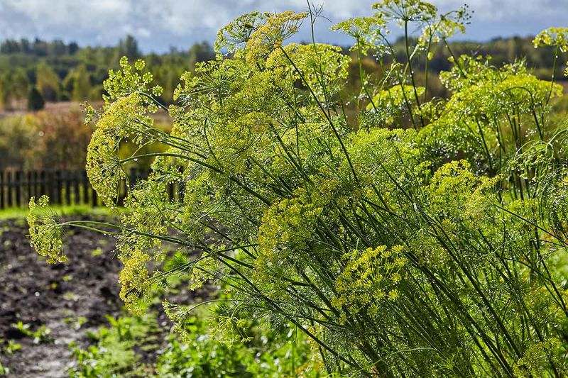 Dill: The Unwelcome Attractor
