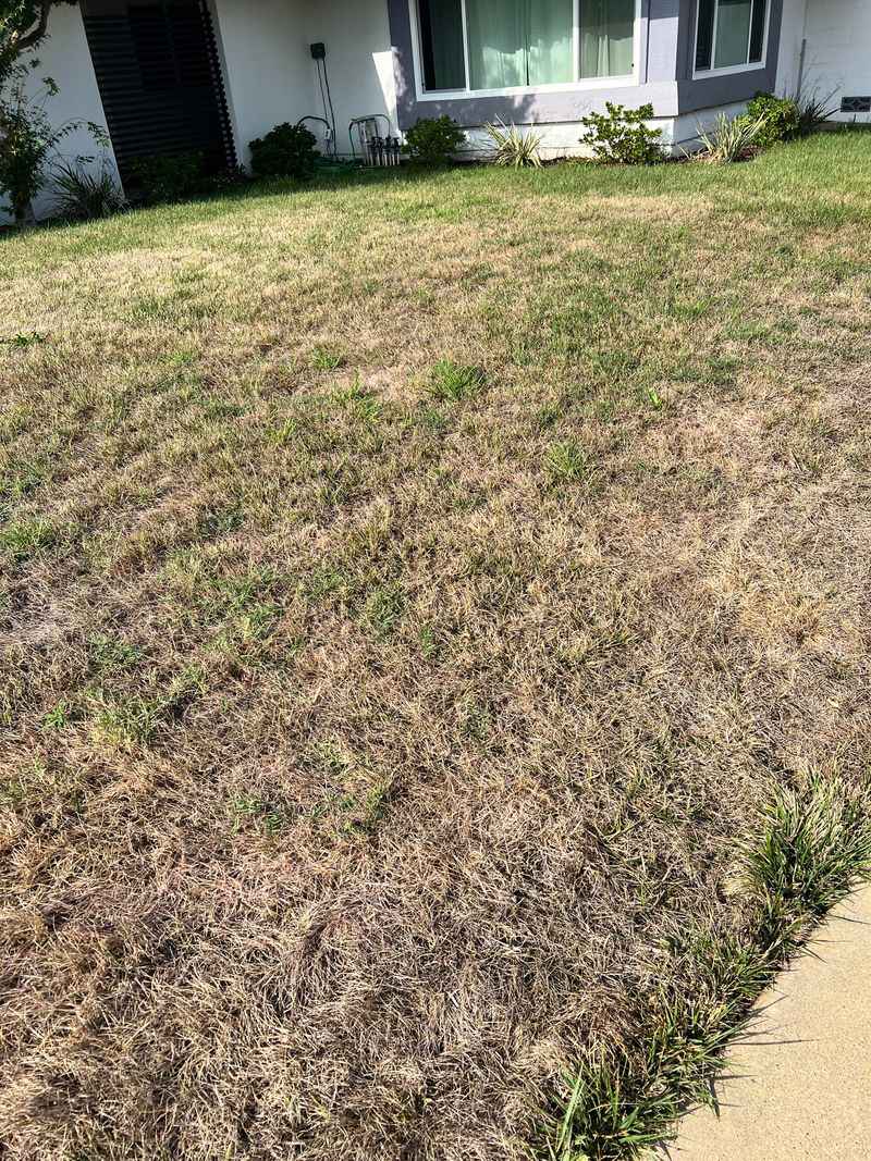 Dying Brown Lawns