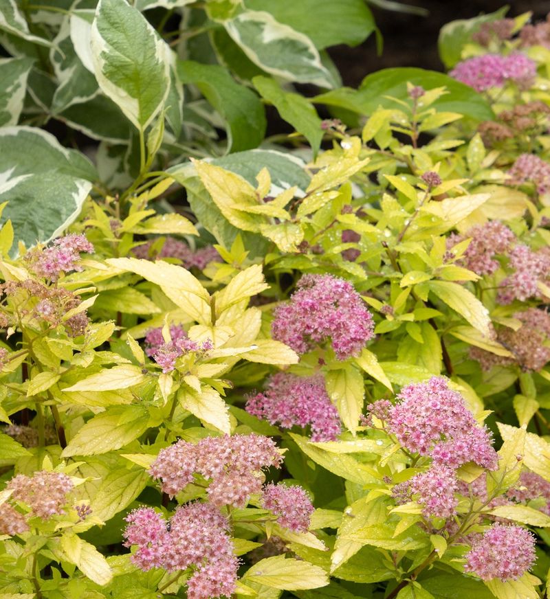 Betsy Ross Lilac