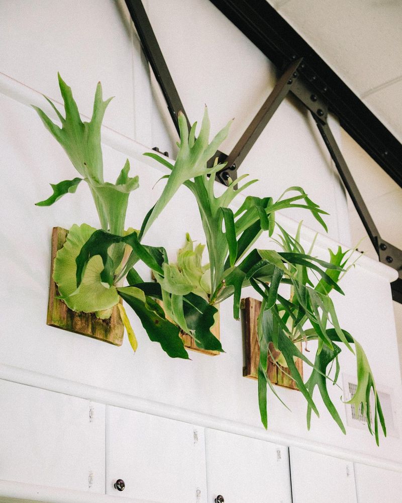 Stag Horn Fern