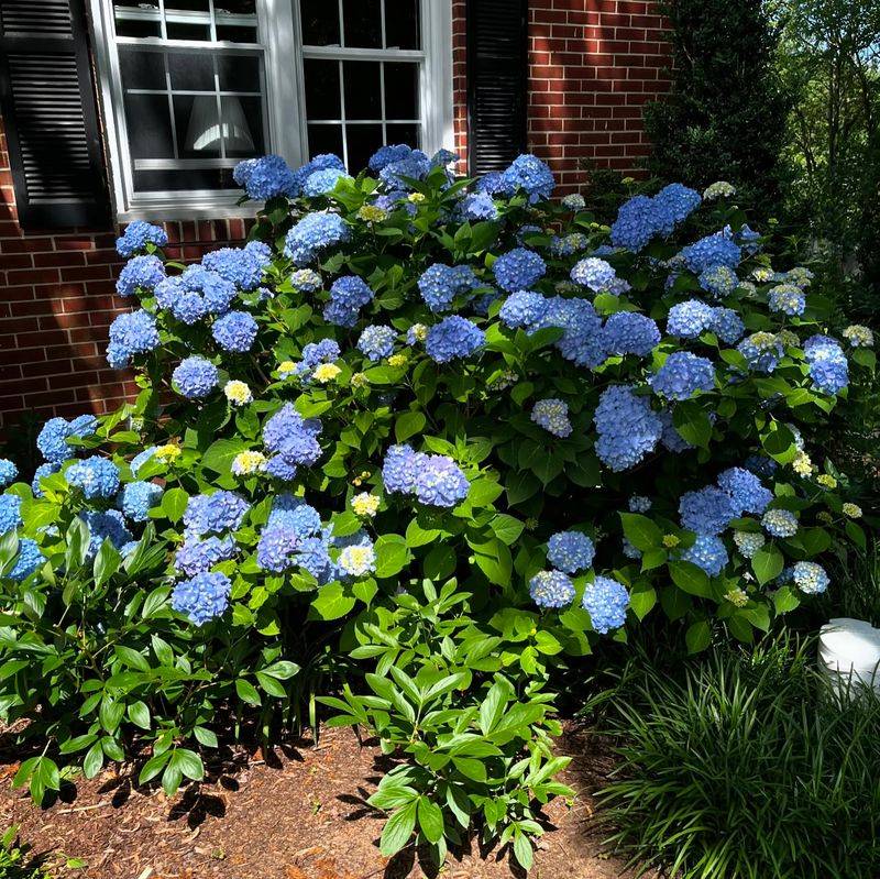 Provide Morning Sun, Afternoon Shade
