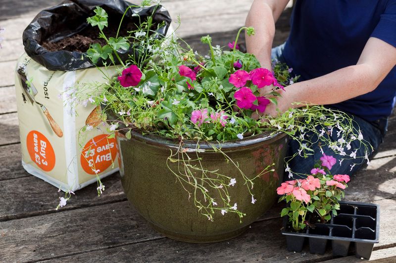 Master The Art Of Sowing Tiny Seeds